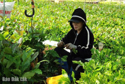 "Nghệ nhân" ghép cây