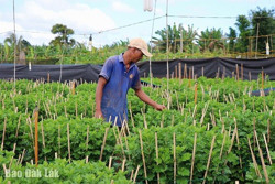 Chi phí tăng cao, nông dân thấp thỏm với vụ hoa Tết