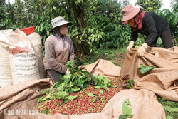 Giá cà phê xác lập kỷ lục mới: Nông dân hưởng lợi, doanh nghiệp gặp nhiều áp lực