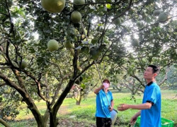 Giá bưởi Tết có thể tăng sốc