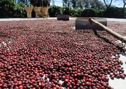 Giá cà phê hôm nay 21-12: Khó tăng nóng trở lại?