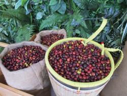 Giá cà phê hôm nay 23-12: Các “ông trùm” ngành cà phê đoán giá ra sao?