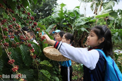 Du lịch mùa thu hoạch cà phê - tại sao không?