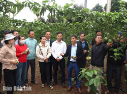 Phát triển vùng nguyên liệu theo tiêu chuẩn VietGAP: Rộng đường cho trái cây xuất khẩu