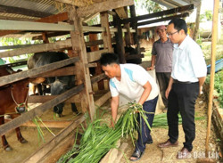 Huyện Krông Bông: Bố trí gần 224 tỷ đồng thực hiện các chương trình mục tiêu quốc gia