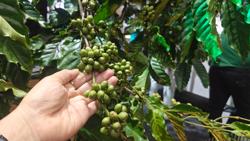 Giá cà phê hôm nay 25-12: Tin vui cho người trồng cà phê trong nước