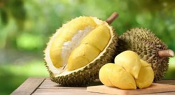 EU nâng tần suất kiểm tra sầu riêng của Việt Nam lên 20% từ 8-1-2025