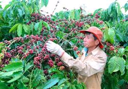 Giải mã giá cà phê