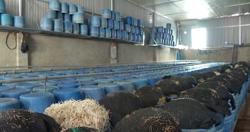 Bách Hoá Xanh nói gì khi bán hàng trăm kg giá đỗ ngâm hóa chất?