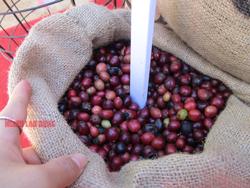 Giá cà phê hôm nay 28-12: Nhà đầu tư chốt lời, kéo giá giảm mạnh