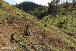 Huyện Krông Bông: Phức tạp tình trạng phá rừng, lấn chiếm đất rừng trái phép