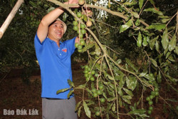 Thu nhập ổn định từ trồng cây mắc ca