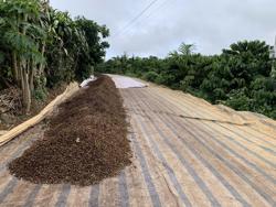 Giá cà phê hôm nay 31-12: Thế giới đồng loạt giảm, Việt Nam vẫn tăng