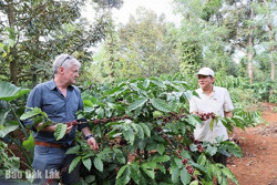 Diện tích tái canh không đạt