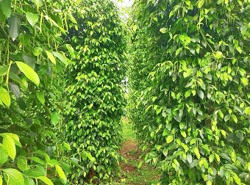 Áp dụng IPHM để 70% hạt tiêu đạt yêu cầu về dư lượng thuốc BVTV