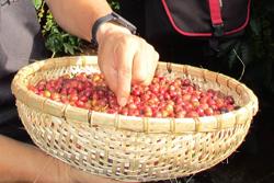 Giá cà phê hôm nay 4-12: Giá lại giảm mạnh, có nên bán tháo?