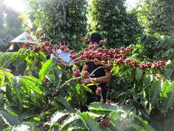 Lo khủng hoảng thừa khi giá cà phê biến động