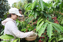 Nông dân lỡ mất cơ hội “vàng”