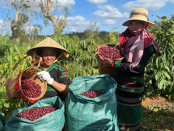 Giá cà phê tăng giảm khó lường