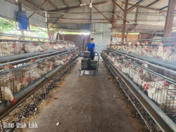 Người chăn nuôi đón cơ hội thị trường cuối năm