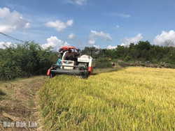 Huyện Krông Ana: Phát triển lúa theo hướng hữu cơ