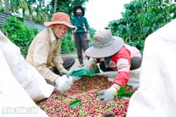 Nông dân Krông Năng vui mùa thu hái cà phê