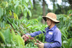 Agribank Đắk Lắk: Tích cực đồng hành cùng niên vụ cà phê 2024 – 2025