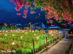 Chong đèn “nuôi” hoa Tết