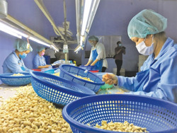 Chuẩn bị lực cho xuất khẩu xanh