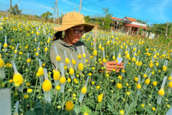 Nhà vườn Đắk Nông rộn ràng hoa tết