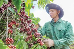 Điểm sáng trong bức tranh tăng trưởng kinh tế