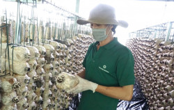 Doanh nghiệp tiếp cận kinh tế số