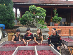 Từ Đồn điền CADA nhìn về “không gian mới” của cà phê Đắk Lắk