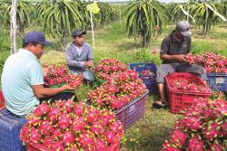 Cuộc đua tỷ đô của trái cây Việt