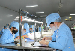 Tổ yến vươn ra biển lớn