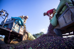 TP. Buôn Ma Thuột: Cần khai thác lợi thế đô thị nông nghiệp