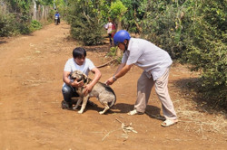 Báo động gia tăng trường hợp mắc và tử vong do bệnh dại