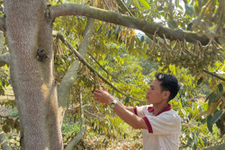 Chông chênh từ vườn sầu riêng cho thuê