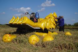 Giá gạo quay đầu hạ nhiệt: Nông dân mong ổn định đầu ra