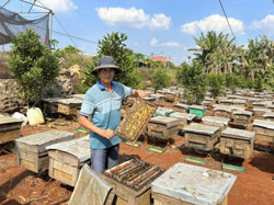 Nâng cao thu nhập từ nghề nuôi ong lấy mật