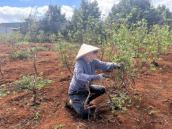 Nhà vườn tất bật “hồi sinh” hoa đào sau Tết