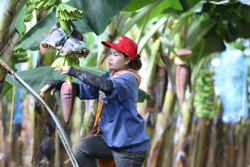 Sức bật mới cho nông sản Đắk Lắk