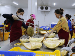 Để nâng cao giá trị sầu riêng