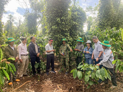 Tham quan mô hình canh tác cà phê thông minh thích ứng với biến đổi khí hậu