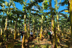 Nông dân Đắk Nông trồng chuối thu nhập 300 triệu đồng/ha