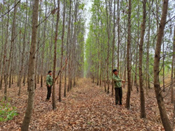 Đề phòng nguy cơ cháy rừng từ đốt cỏ, rác