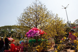 Độc lạ cây mai Tết 70 tuổi giá 1,3 tỷ đồng