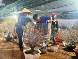 Làng đào Buôn Hồ nhộn nhịp ngày cận Tết