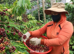 Kiên định với cây cà phê