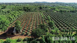 Luật Đất đai sửa đổi: Mở ra cơ hội cho đất canh tác nông nghiệp